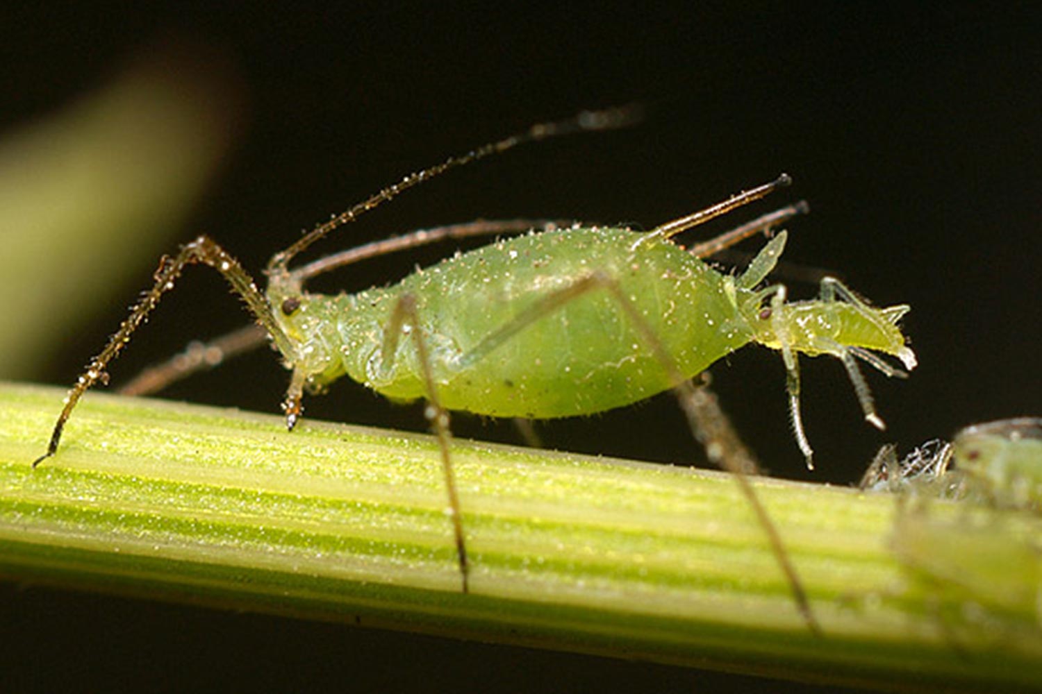 Aphids