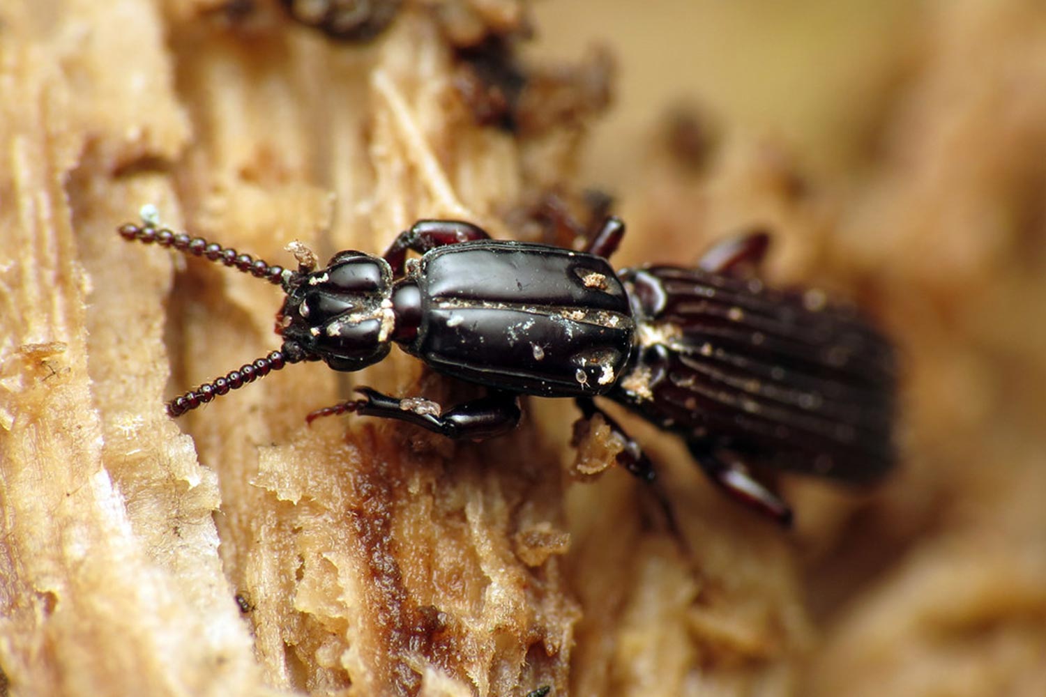 Bark beetles