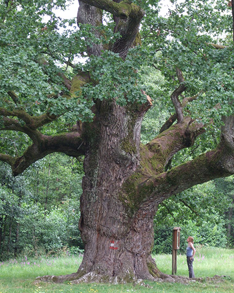 Oldest oak in Europe