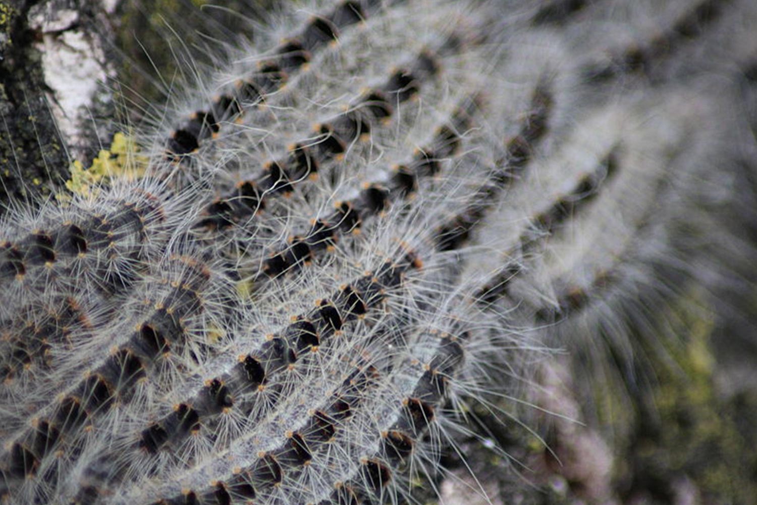 Oak proccesionary moths