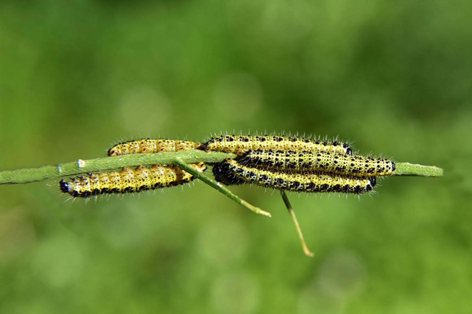 Schmetterlingsraupen