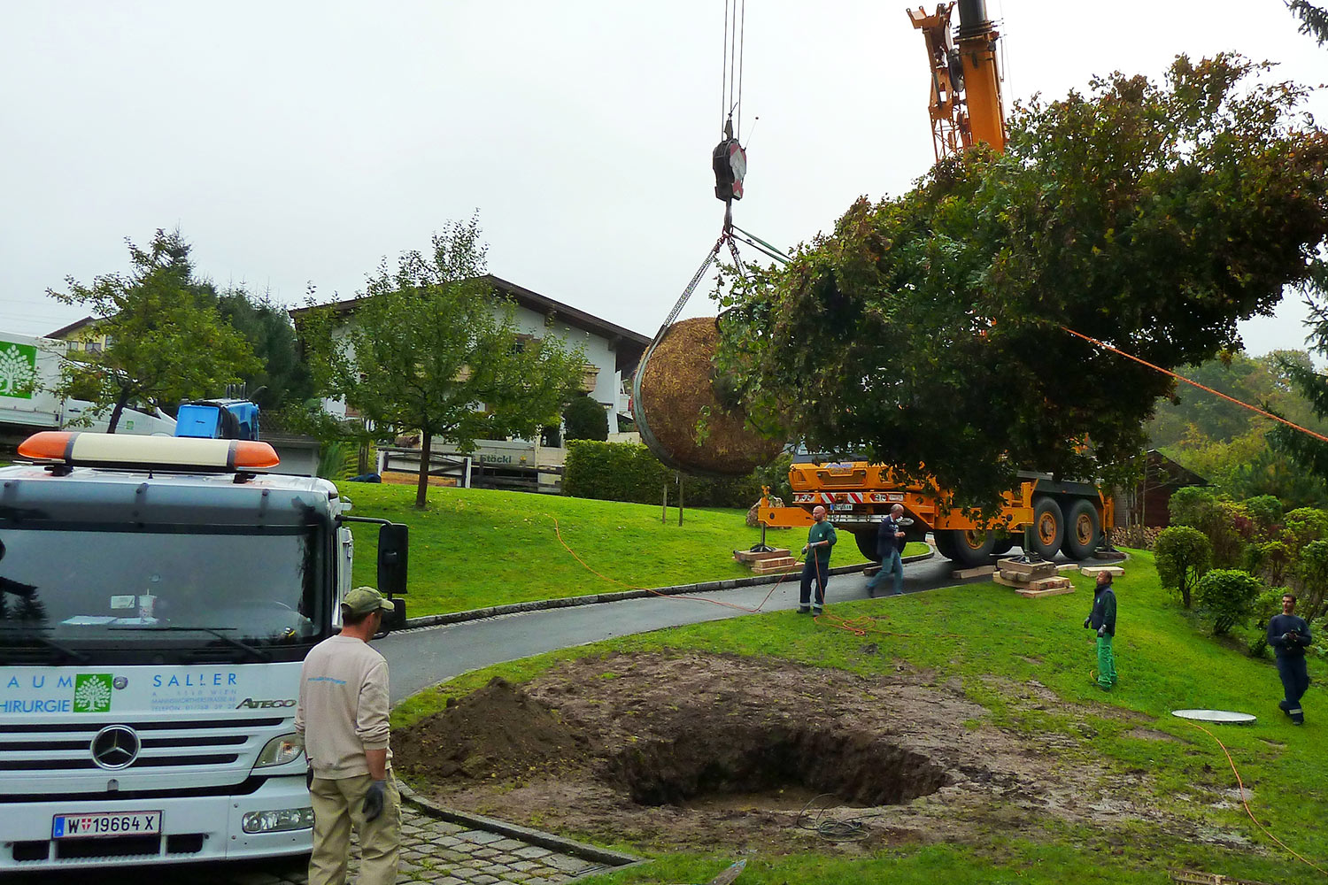 Transplantation d’arbres adultes