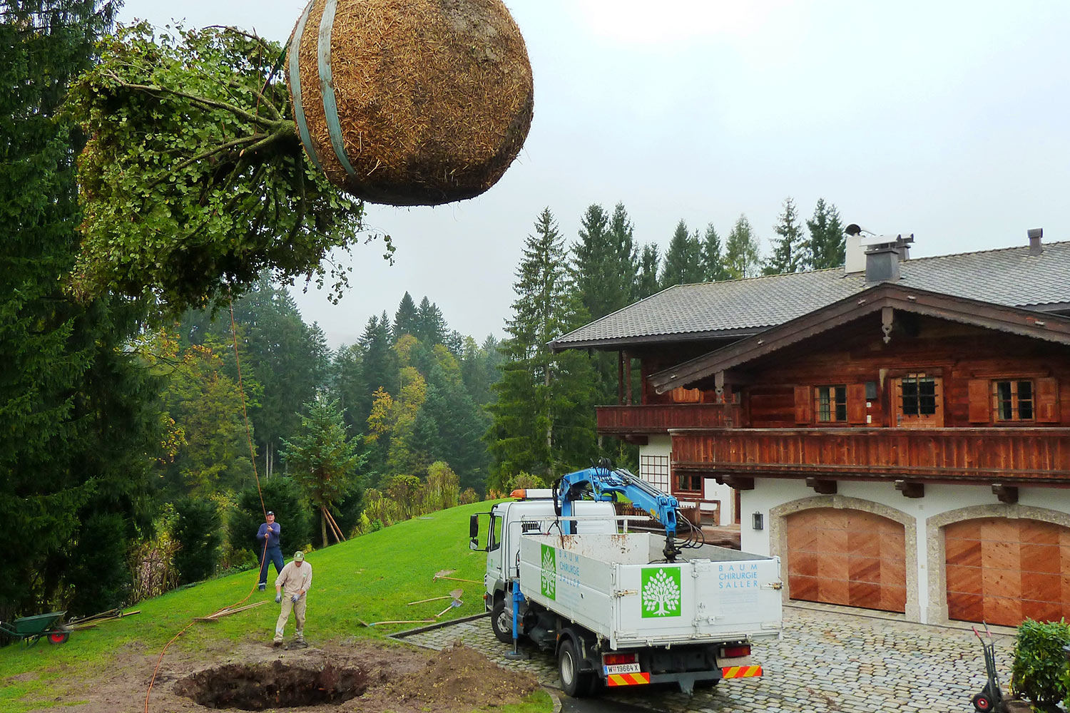 Transplantation d’arbres adultes