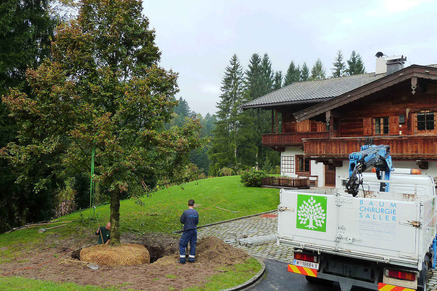 Transplantation d’arbres adultes